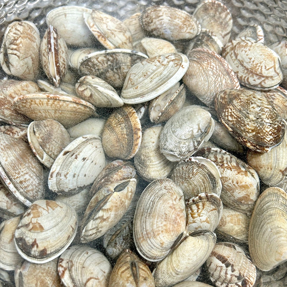 [통영직송-무배]활바지락, 동죽 1kg 남해바다 다이버작업 살이통통 감칠맛 제철진미 - 상세 이미지 2