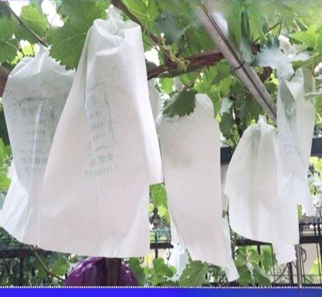 포도 봉투 포장지 방충 완충제 곤충쫓기 과일 대량 포장 과수원 거봉 주머니 19x26cm 세트 0.5근 포도 - 상품 이미지