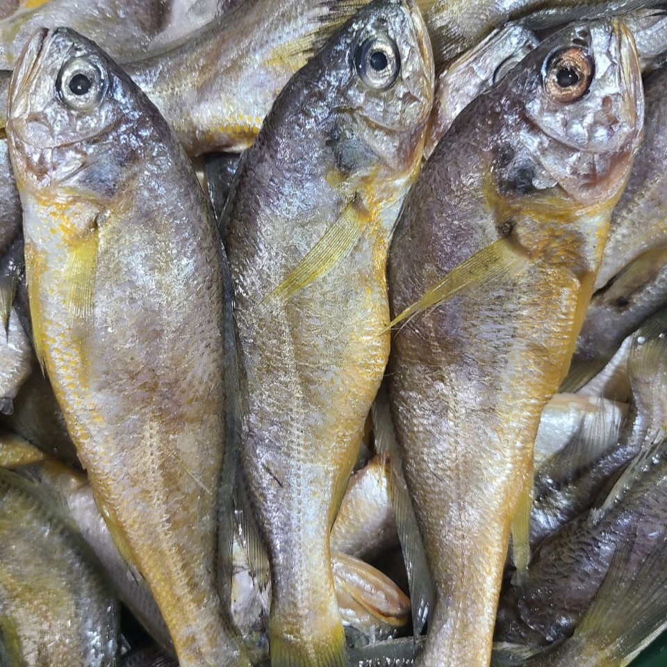 국산 영광 조기 1.5kg 20~25미 매운탕 생조기 참조기 매운탕 구이 - 상세 이미지 2