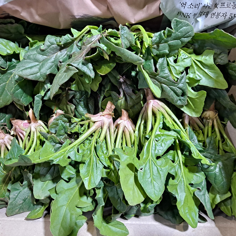 경북 포항 영해초 시금치 달고 부드러운 생시금치 산지직송 300g - 상품 이미지