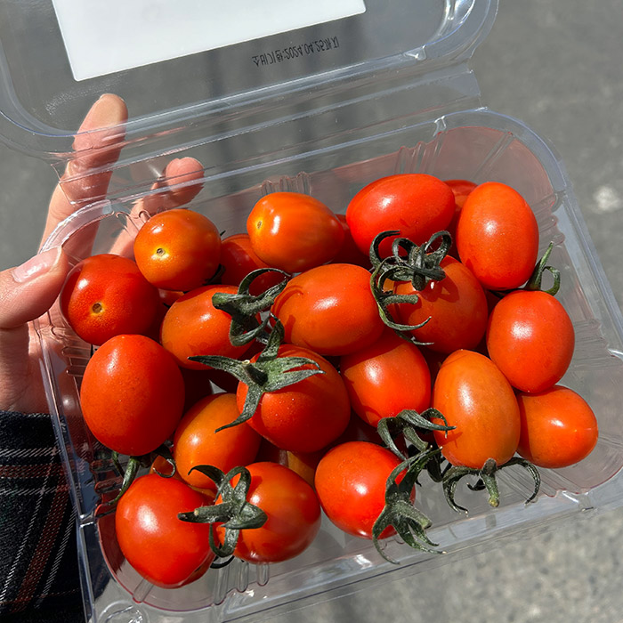 스테비아 방울토마토 [망고향] 산지직송 달콤한 맛 500g, 1개 - 상세 이미지 4