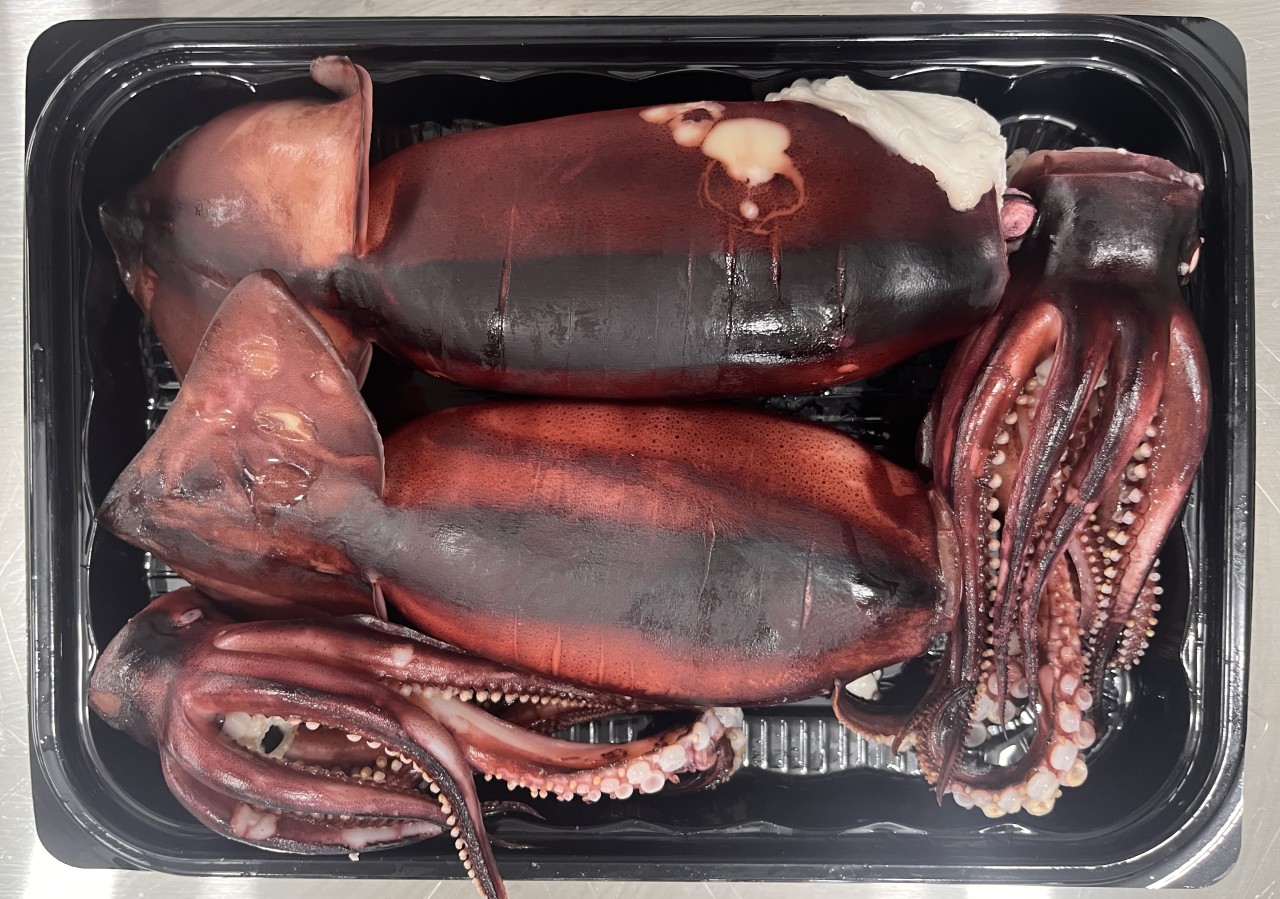 동해안 포항 통오징어찜 통찜오징어 2마리 밀키트 - 메인 이미지