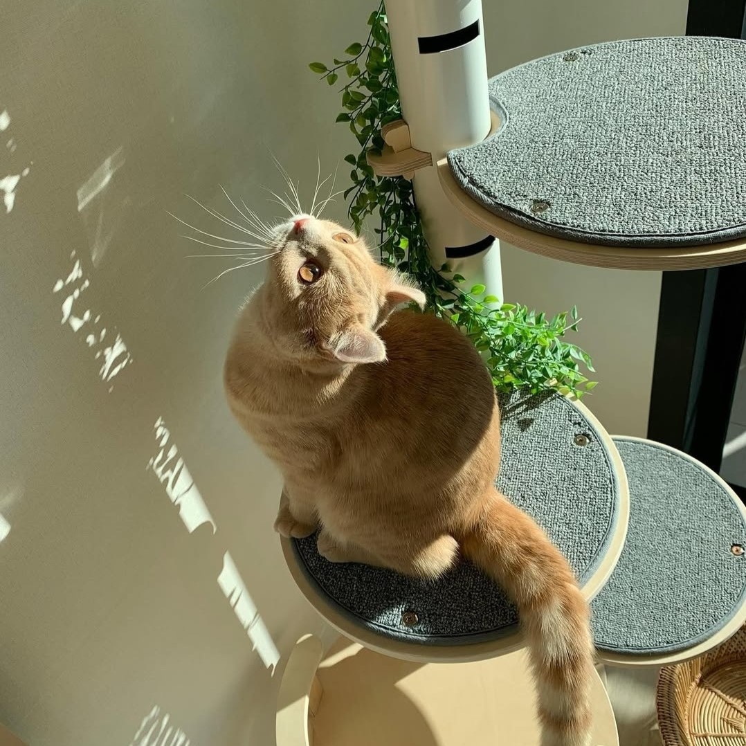 캣돌 고양이 파스텔 스틸 화이트 먼치킨 원목 캣폴 캣타워