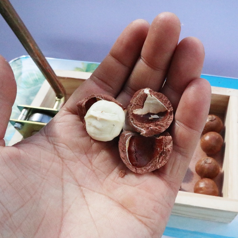 호두 밤 까는 도구 땅콩 수확물 가을 깎는 수동 껍질 까기 기계 가정용 도토리 박피기 마늘 - 상세 이미지 2