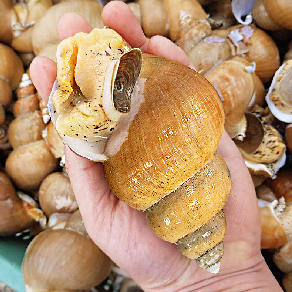 동해안 생물 백골뱅이 1kg 자연산 골뱅이 백고동 냉동 제품 이미지