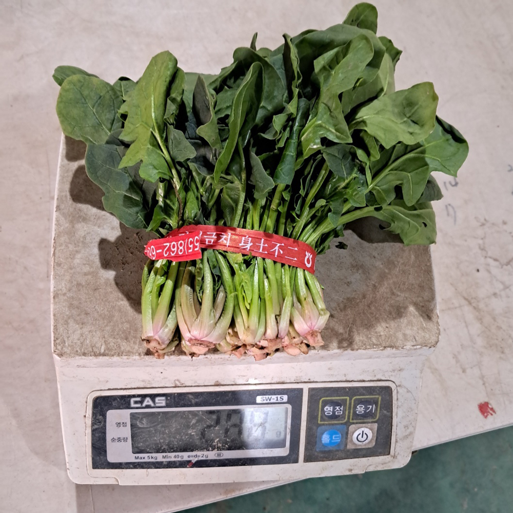경북 포항 영해초 시금치 달고 부드러운 생시금치 산지직송 300g - 상세 이미지 3