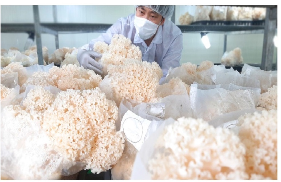 최상품 꽃송이버섯 생꽃송이버섯 1kg 2개 - 상세 이미지 5