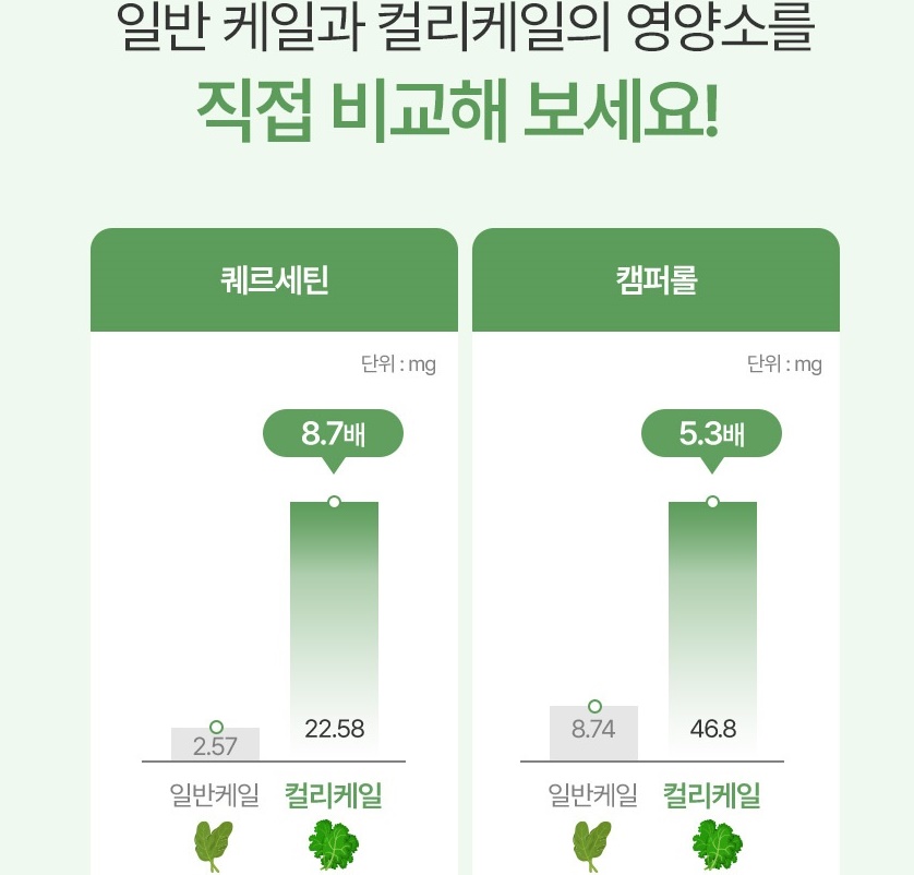 케일 동결건조 컬리케일 분말 60g 2개 - 상세 이미지 5