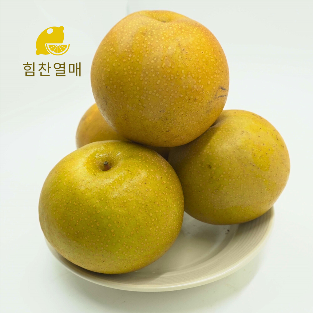 힘찬열매 프리미엄 상주 만풍배 수출용 청배 명품 배 로얄과 - 메인 이미지