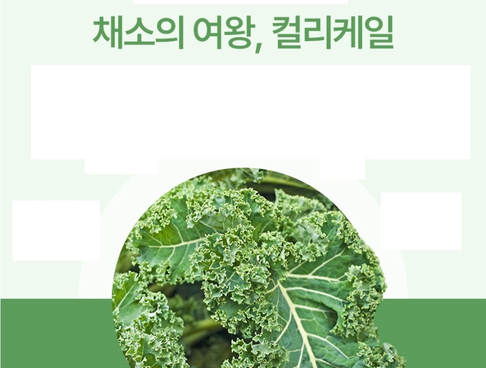 케일 동결건조 컬리케일 분말 60g - 상세 이미지 5