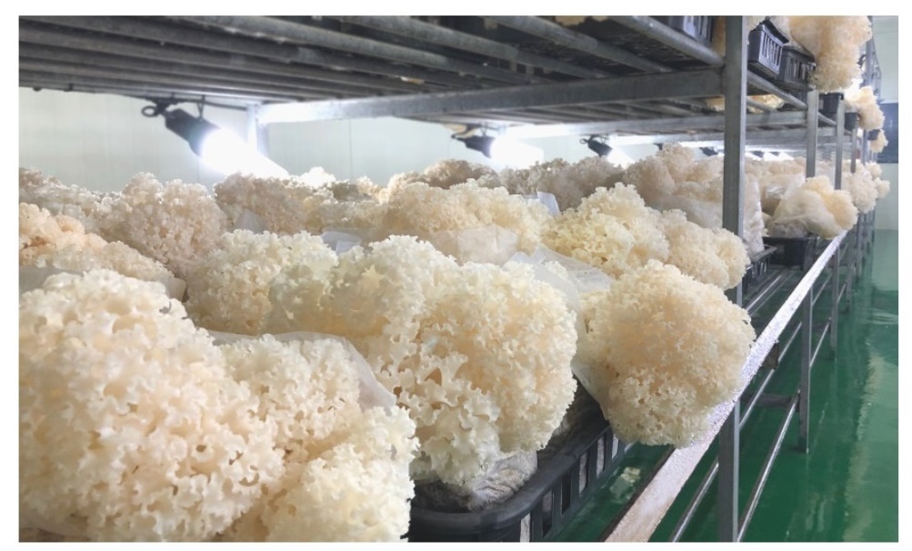 생꽃송이버섯 최상품 꽃송이버섯 1kg - 상세 이미지 5