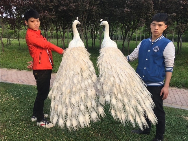공작새모형 정원 공원 수컷 대형 가짜새 결혼식 조형물 카페 공작새 가든 - 상세 이미지 2