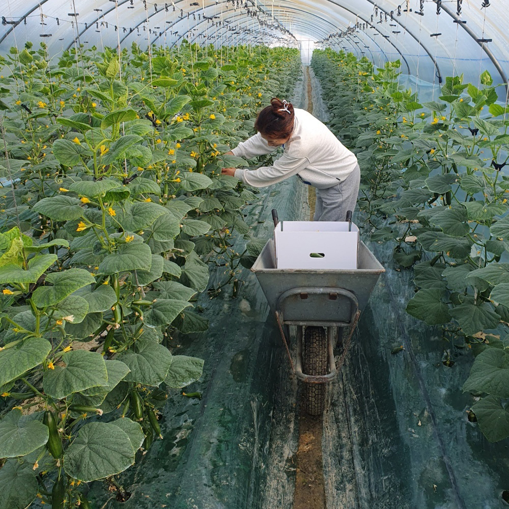 하우스재배 국산 미니오이 아삭달콤 신선채소 500g - 상세 이미지 3