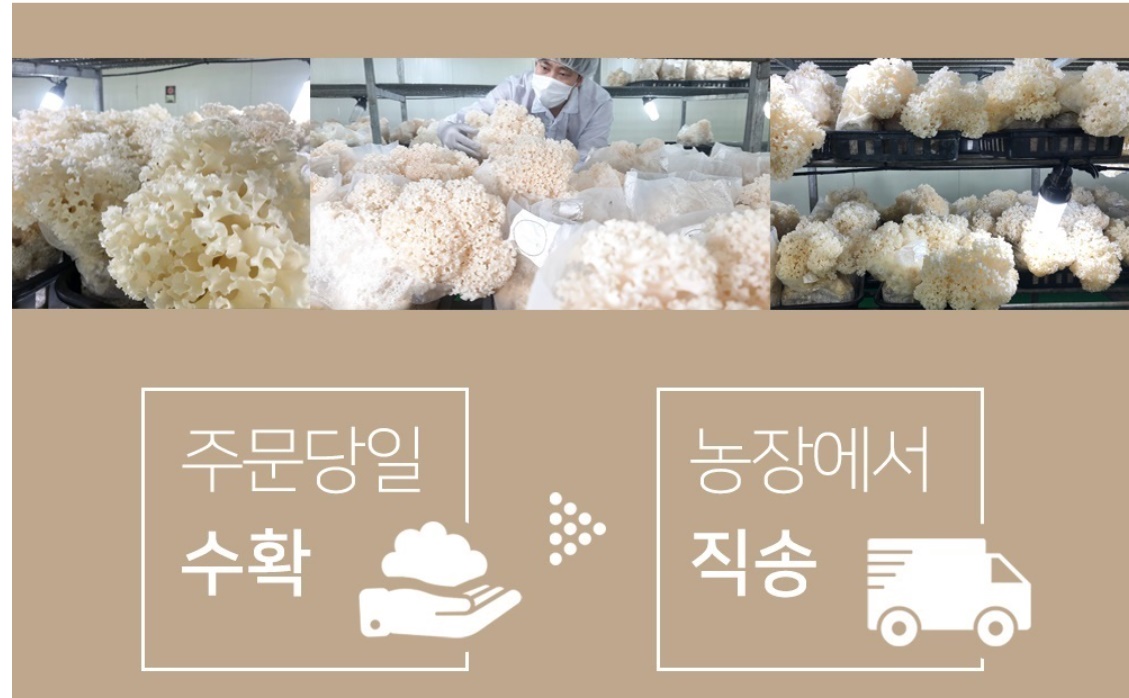 생꽃송이버섯 최상품 꽃송이버섯 1kg 이미지 8