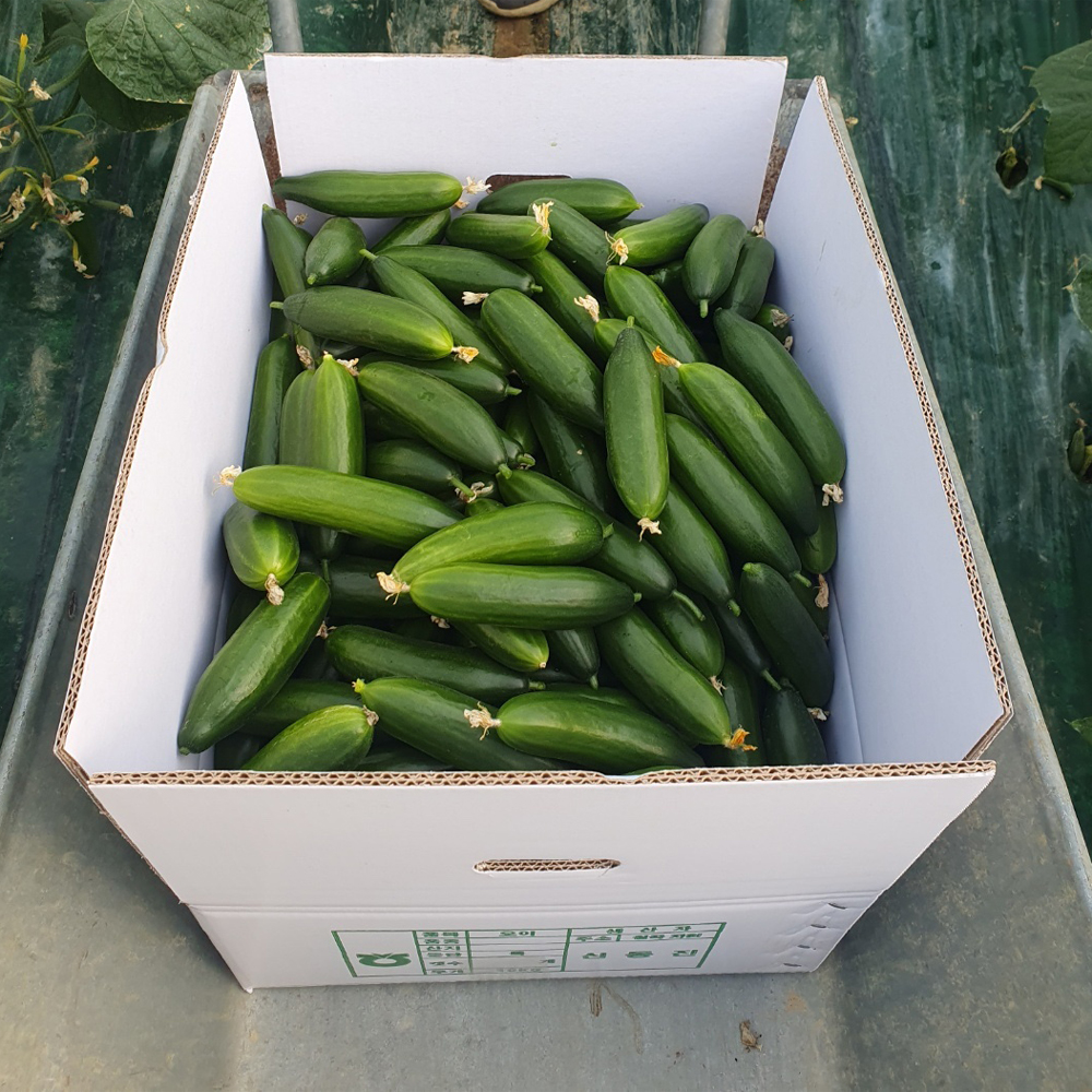하우스재배 국산 미니오이 아삭달콤 신선채소 500g - 상품 이미지