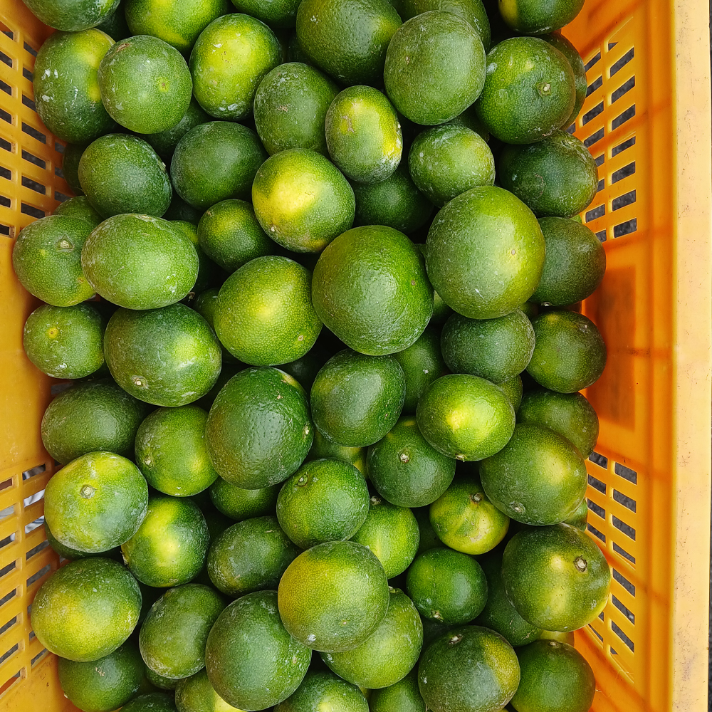 제주산 조생 노지감귤 달콤한 실중량 가정용 소과 로얄과 2.5kg - 상세 이미지 4