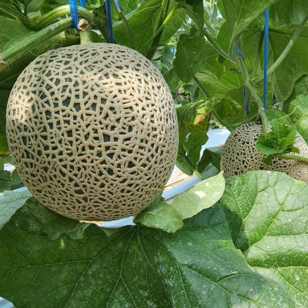 섬바람 전남 곡성 머스크멜론 고당도 과일 산지직송 프리미엄 선물용 13Brix, 8kg, 5개 - 상세 이미지 3