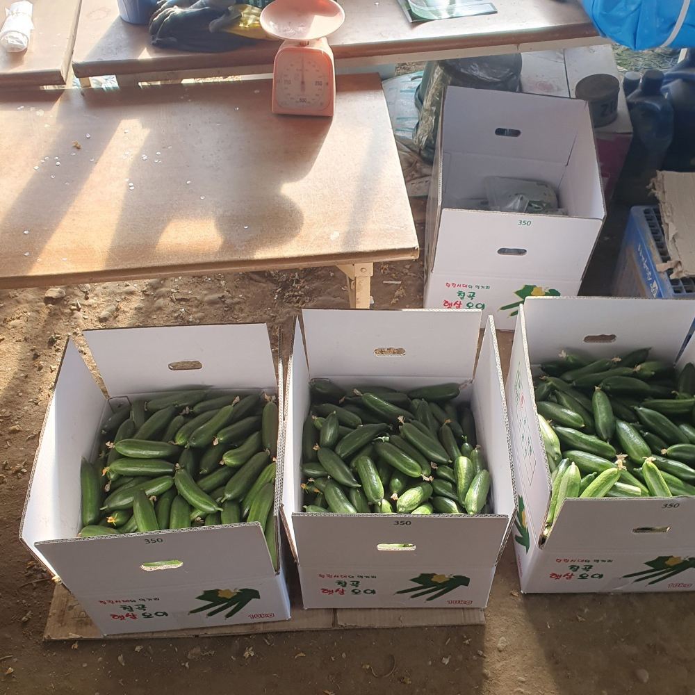 하우스재배 국산 미니오이 아삭달콤 신선채소 500g - 상세 이미지 5