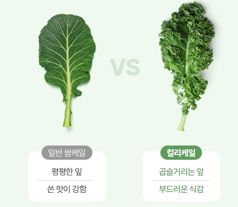 케일 동결건조 컬리케일 분말 120g 2개 - 상세 이미지 5