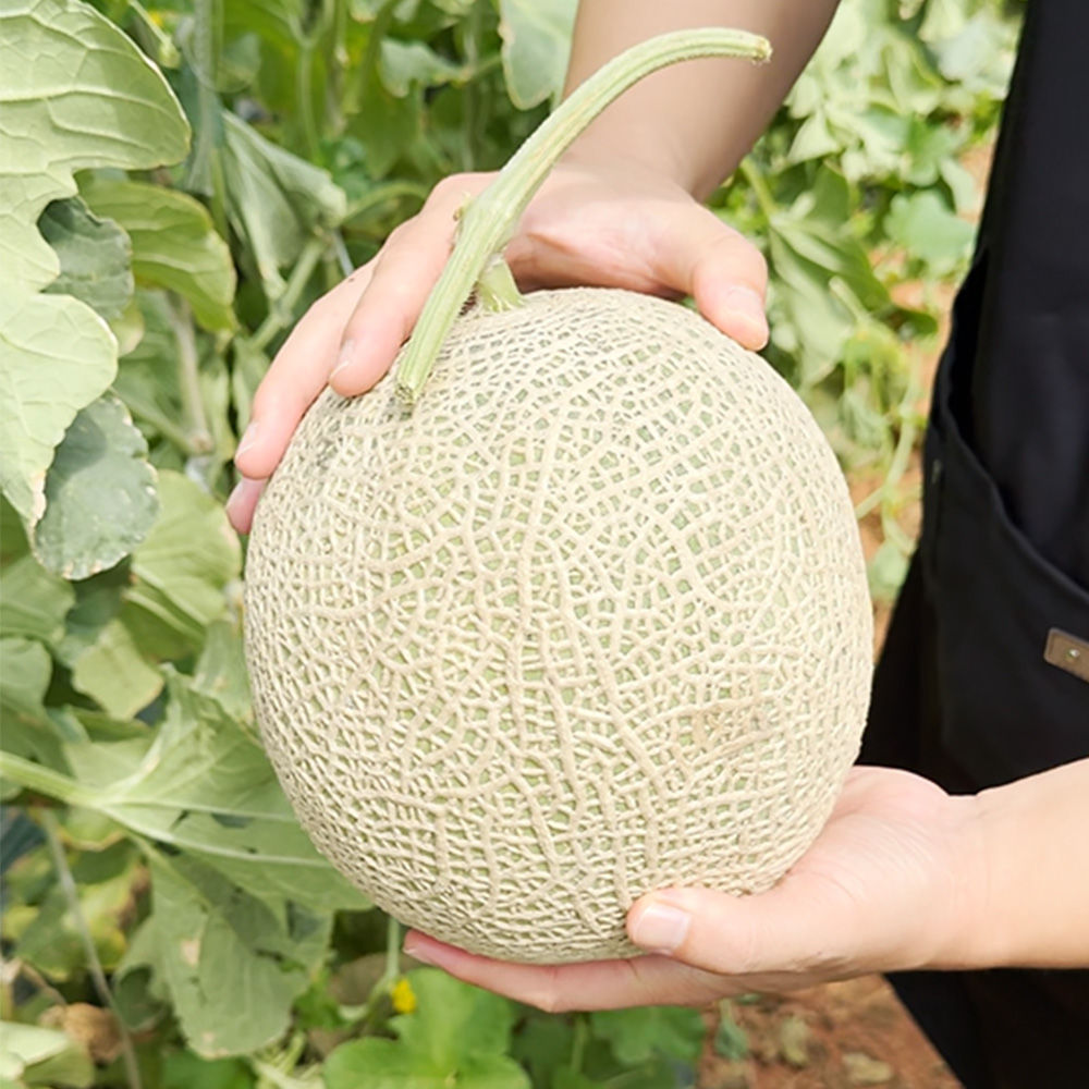 섬바람 전남 곡성 머스크멜론 고당도 과일 산지직송 프리미엄 선물용 13Brix, 8kg, 5개 - 상세 이미지 4