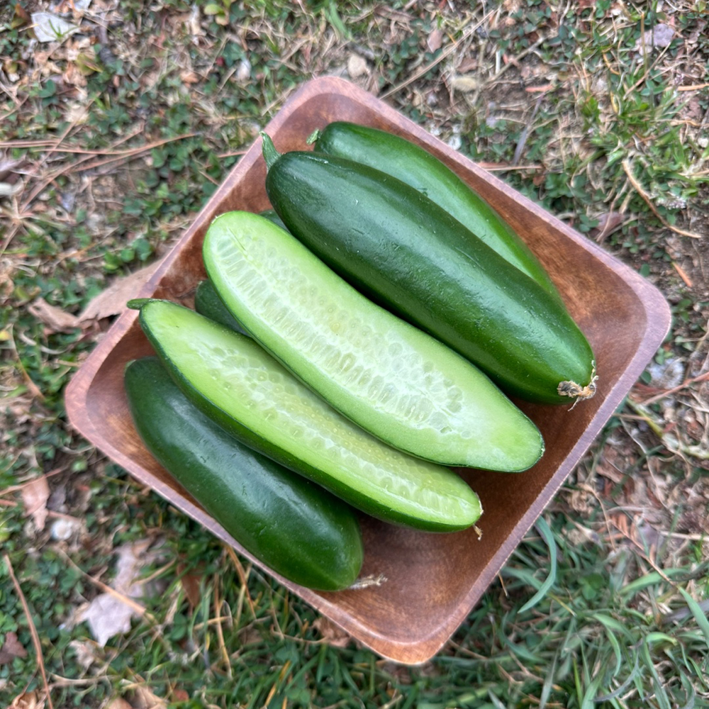 하우스재배 국산 미니오이 아삭달콤 신선채소 500g 이미지 8