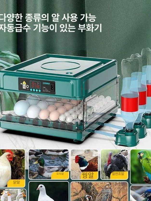 스마트 계란부화기 조류 메추리알 교육 반자동 메추리 가정용 유정란 메츄리 병아리부화기 30알 이중 전원 전자동 - 상세 이미지 3
