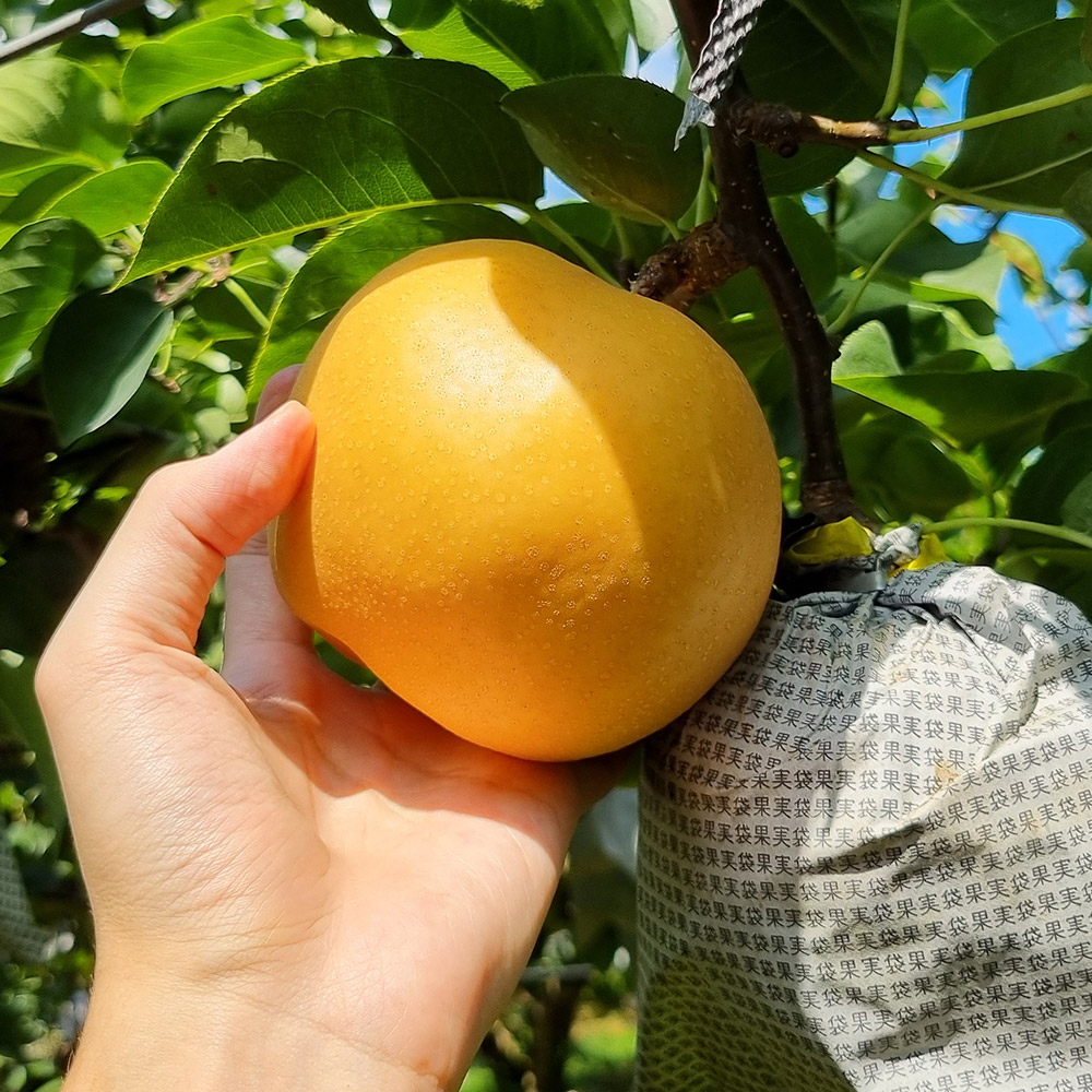 25년 햇 나주배 5kg 7.5kg 가정용 선물세트