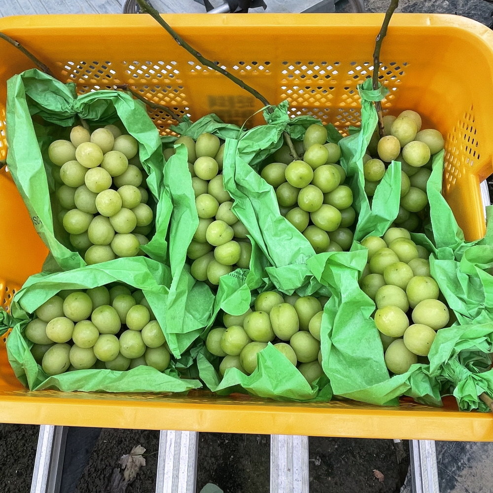 샤인머스캣 2kg 4kg 새벽농원 산지직송 당도보장 가정용 선물용 청포도 연말과일선물 이미지 7