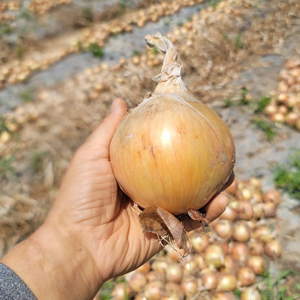 전남 무안 황토골 양파 [중대 혼합]국내산 신선채소 산지직송 5kg, 1개 - 상세 이미지 3