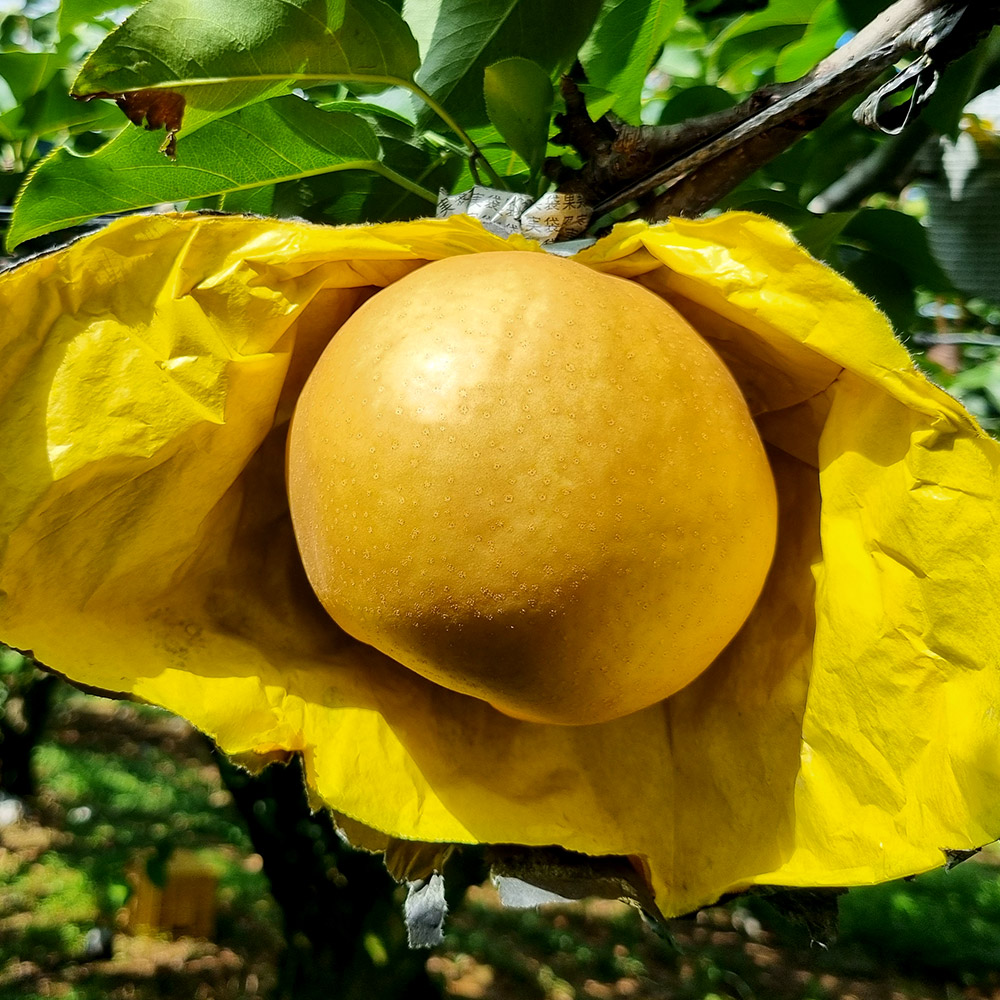 25년 햇 나주배 5kg 7.5kg 가정용 선물세트