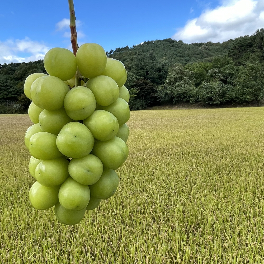 샤인머스캣 2kg 4kg 새벽농원 산지직송 당도보장 가정용 선물용 청포도 연말과일선물 - 상세 이미지 5