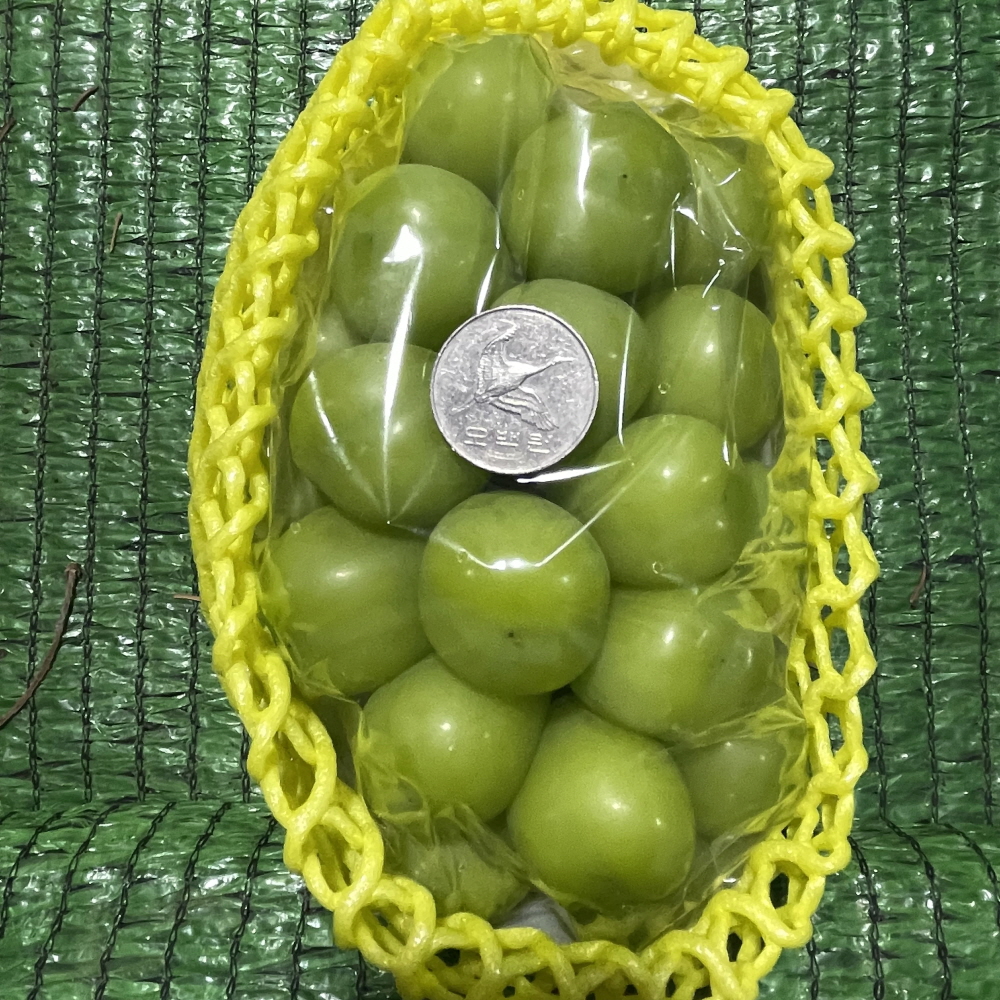 샤인머스캣 2kg 4kg 새벽농원 산지직송 당도보장 가정용 선물용 청포도 연말과일선물 이미지 6