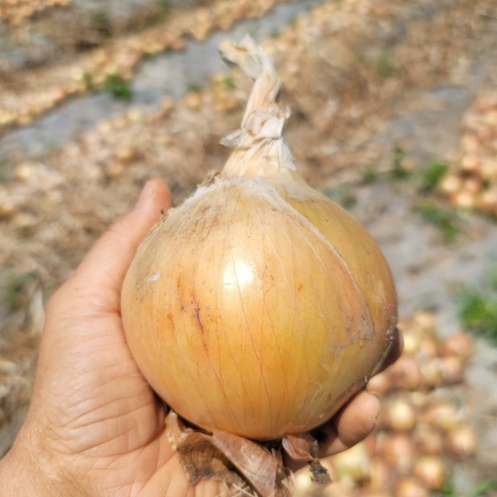 전남 무안 황토골 양파 [중대 혼합]국내산 신선채소 산지직송 5kg, 1개 - 상세 이미지 2