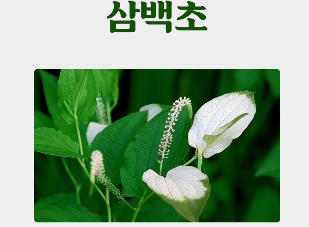 국산 삼백초 티백 50입 3개 해썹 - 상세 이미지 5