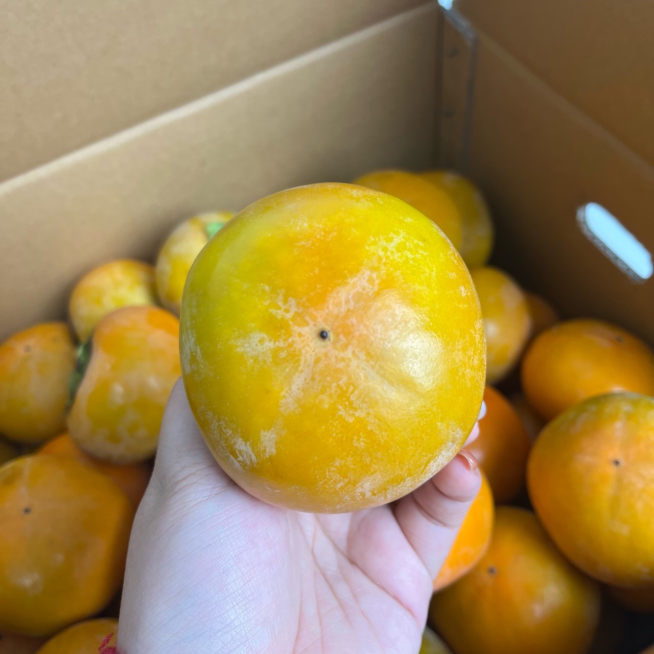 [태추 부유 차량] 단감 5kg 고당도 감 가을 제철 과일 당일경매 - 상세 이미지 4