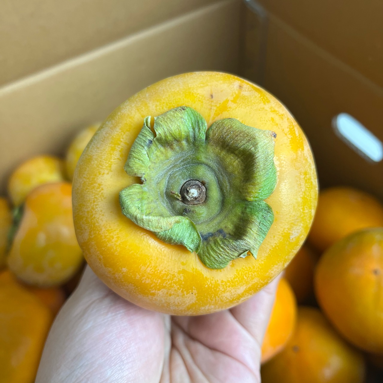 [태추 부유 차량] 단감 5kg 고당도 감 가을 제철 과일 당일경매 - 상세 이미지 3