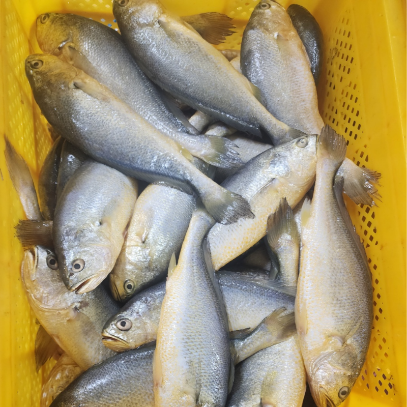 자연가득 군산가공 반건조 부세굴비 5미 1.4kg내외 /26cm 내외 /비늘제거 염장 - 상품 이미지