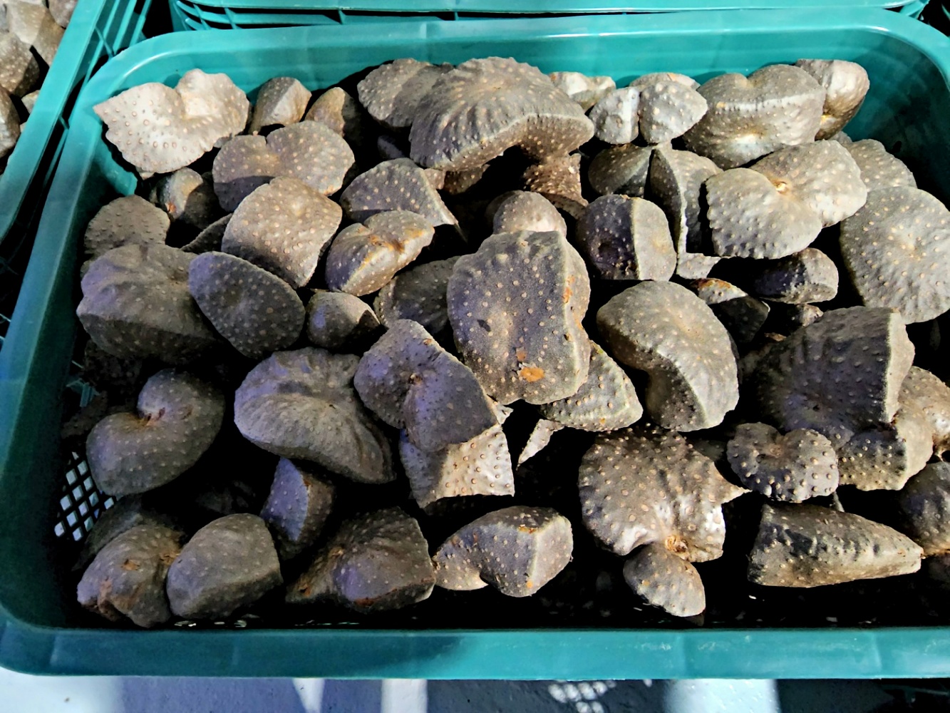열매마 하늘마 1kg 2kg 3kg 4kg 이미지 8