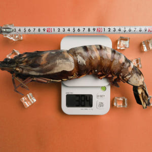 킹타이거새우 1kg 블랙타이거 3미 8미 블랙킹 자연산 대왕 새우장용도 맛있게 먹은 솔직 후기 - 상품 이미지 2