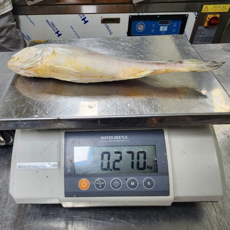 자연가득 군산가공 반건조 부세굴비 5미 1.4kg내외 /26cm 내외 /비늘제거 염장 - 상세 이미지 5