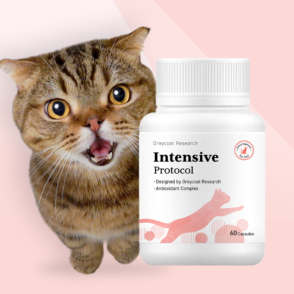 야옹섬 고양이 영양제 신장 인텐시브 세포 집중 케어 신부전 관리 2개월 ... 솔직 후기 | 실제 사용자 리뷰 총정리 - 대표 이미지