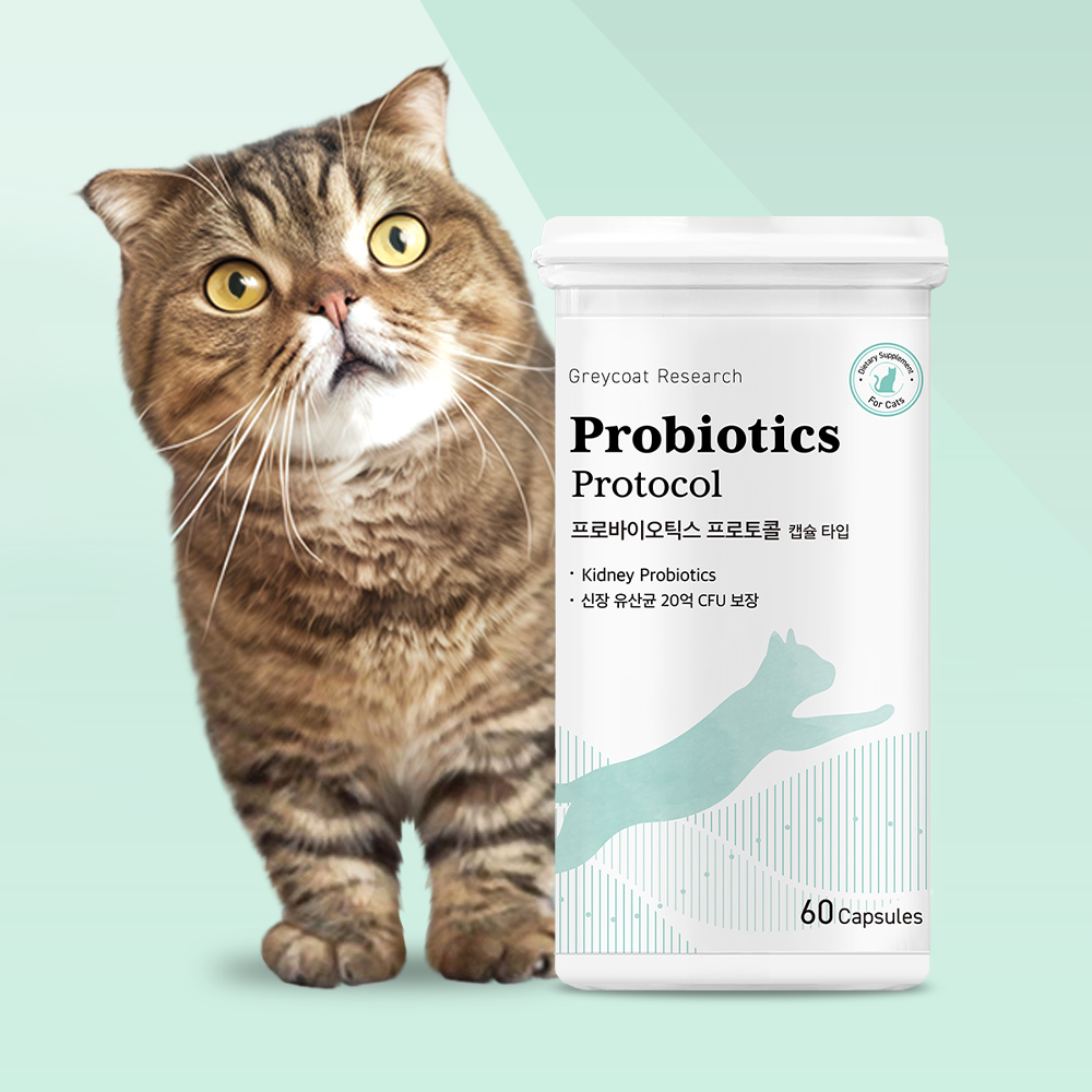 야옹섬 고양이 영양제 신장 유산균 프로바이오틱스 신부전 관리 2개월 60캡슐, 1개 제품 이미지