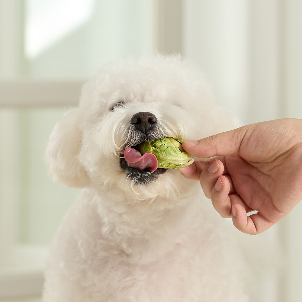 펫생각 믹스 동결건조 강아지 간식 비건 저알러지 단호박 당근 양배추 채소, 25g, 1개