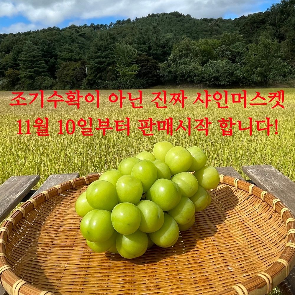 샤인머스캣 2kg 4kg 새벽농원 산지직송 당도보장 가정용 선물용 청포도 연말과일선물 - 상세 이미지 3