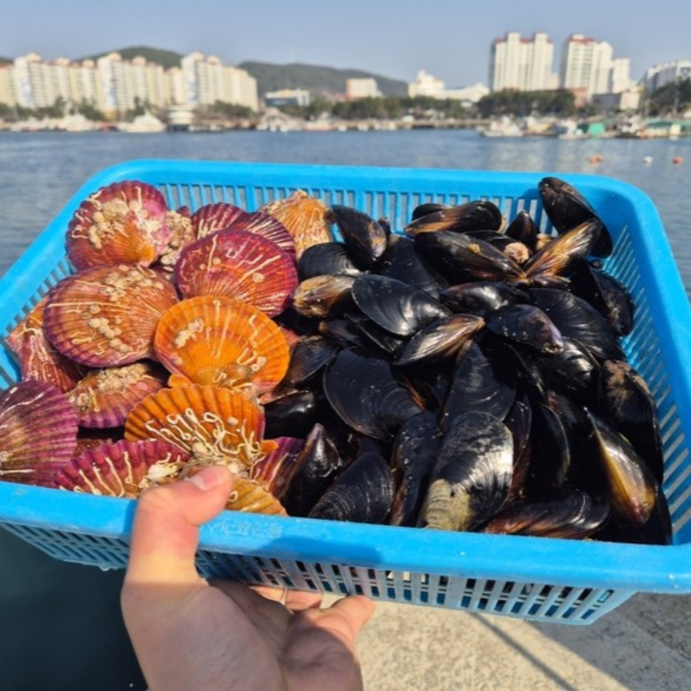 국내산 통영 홍가리비+홍합 세트 (구이 찜 탕) - 메인 이미지