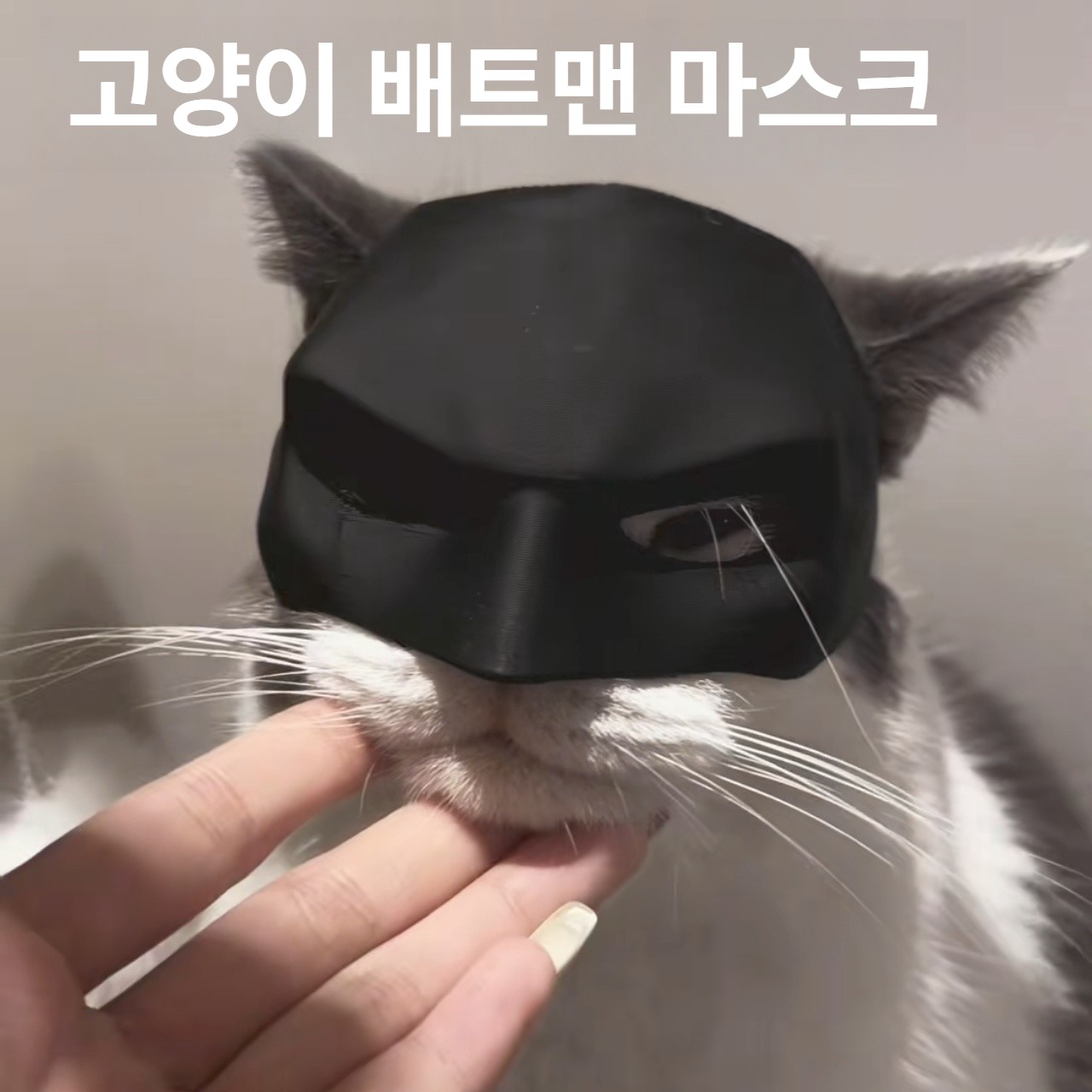 반려동물 캐릭터 마스크 헤드커버 고양이 강아지 베트맨 코스프레 소품 8cm 배트맨 코스프레 소품 - 상세 이미지 2