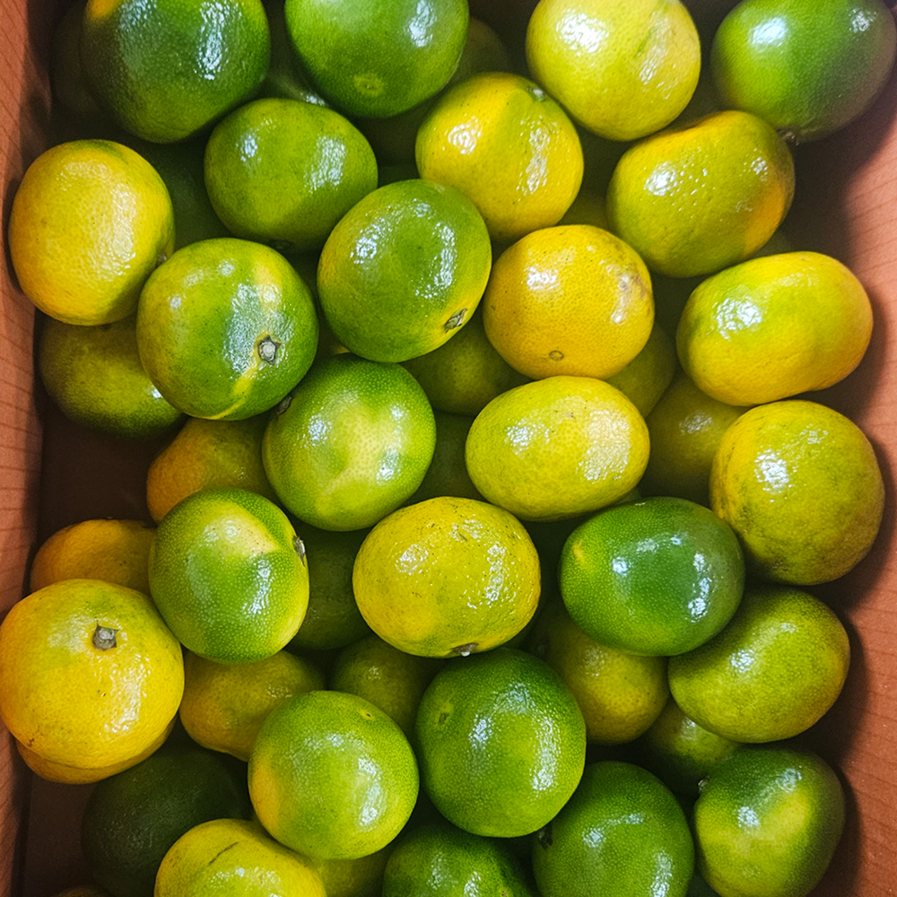 제주 극조생감귤 햇귤 고당도 가정용 2.5kg - 상세 이미지 4