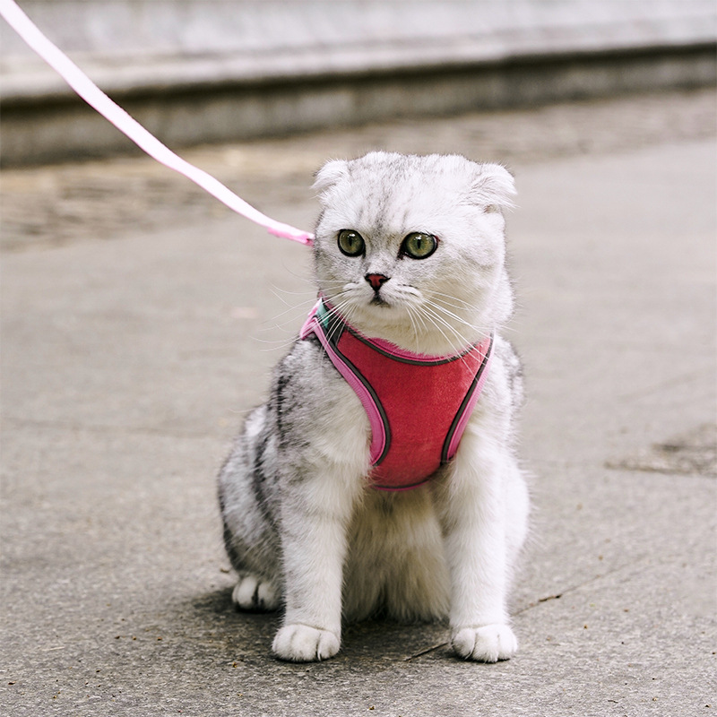 고양이 반사 안전벨크로 산책줄 조절 가능 반려묘 외출용 오렌지블루 캔디-로프 없음 S - 상세 이미지 4