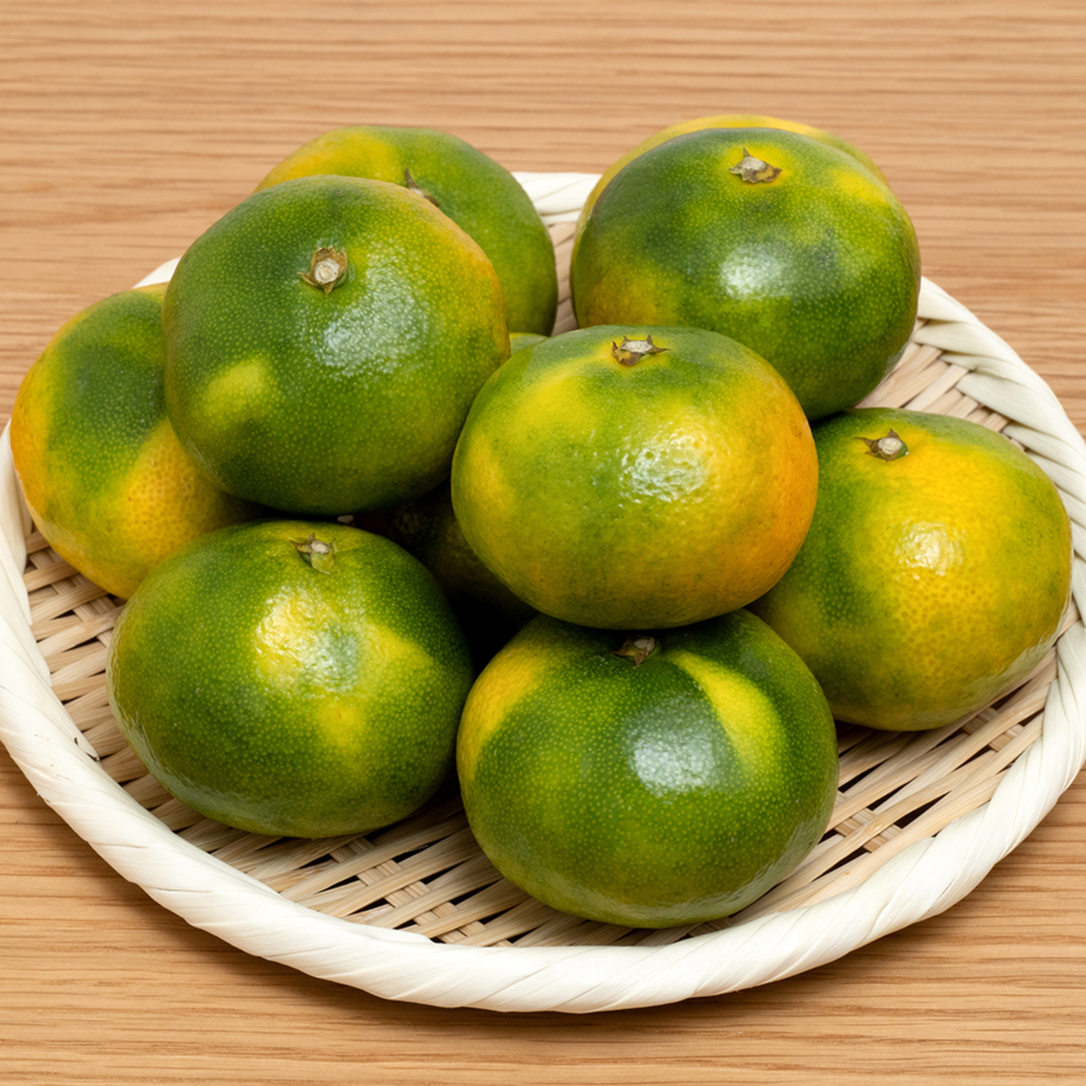 제주 극조생감귤 햇귤 고당도 가정용 2.5kg - 상세 이미지 3