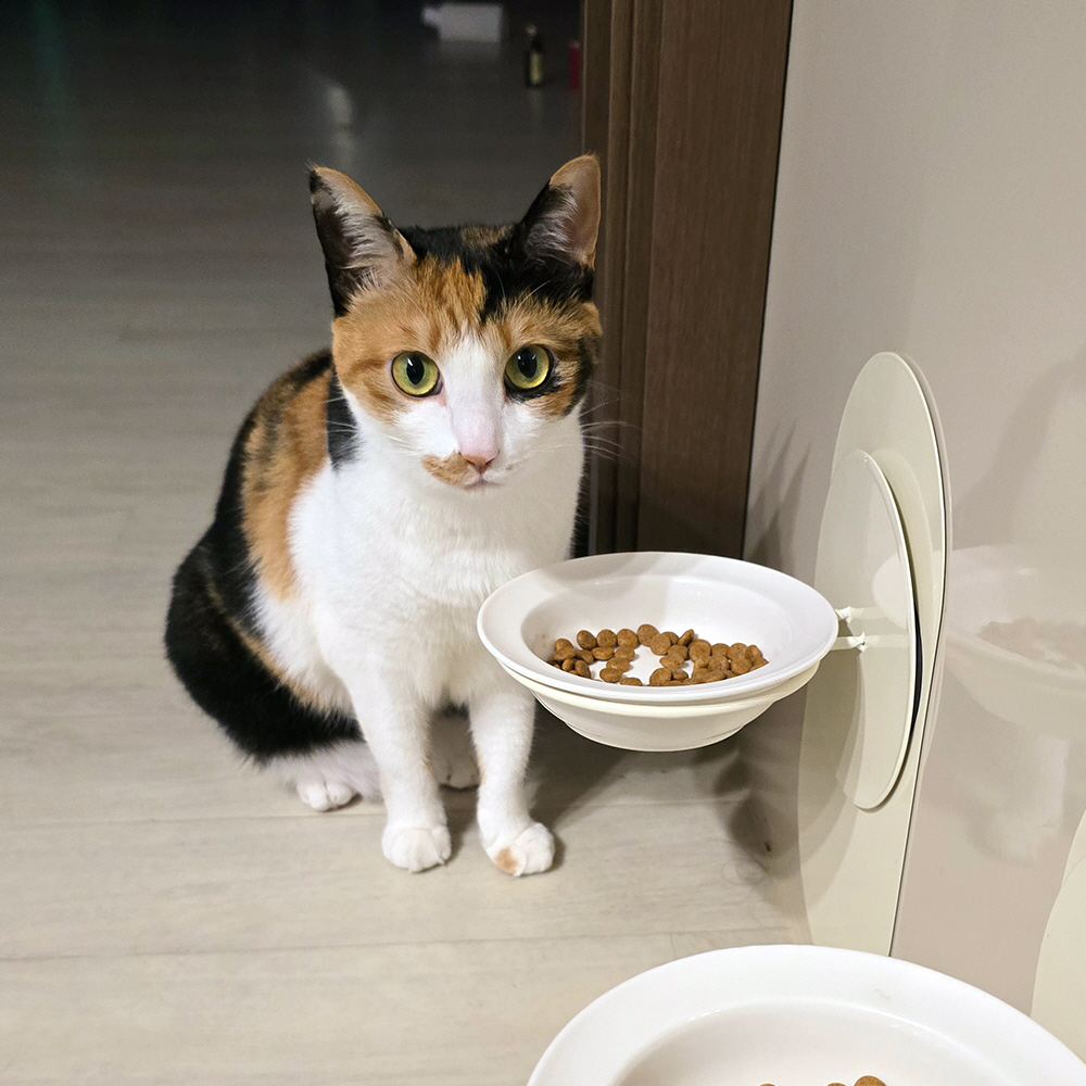 강아지밥그릇 고양이밥그릇 도자기 높이조절 물그릇 분리세척 식기 1구